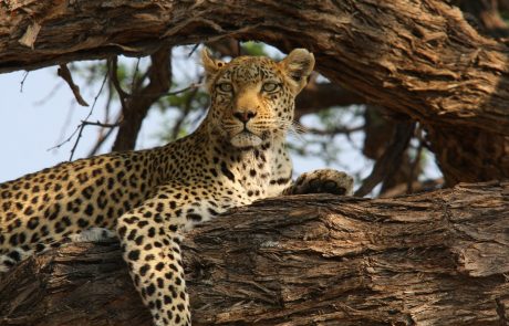 Botswana Sango Safari Leopard