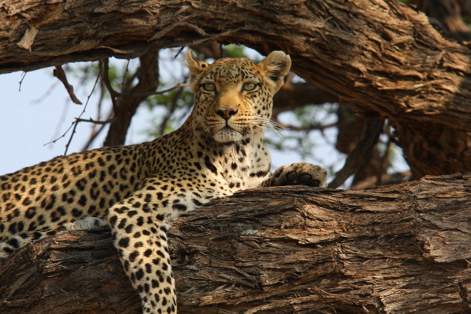 Botswana Sango Safari Leopard