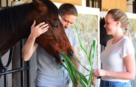 Indien Fazlani Wellness Pferde