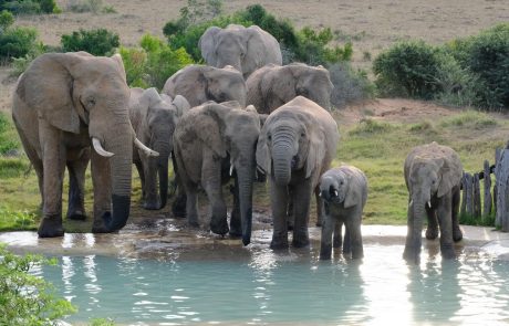 Südafrika Familienrundreise Hlosi Game Lodge Elefanten