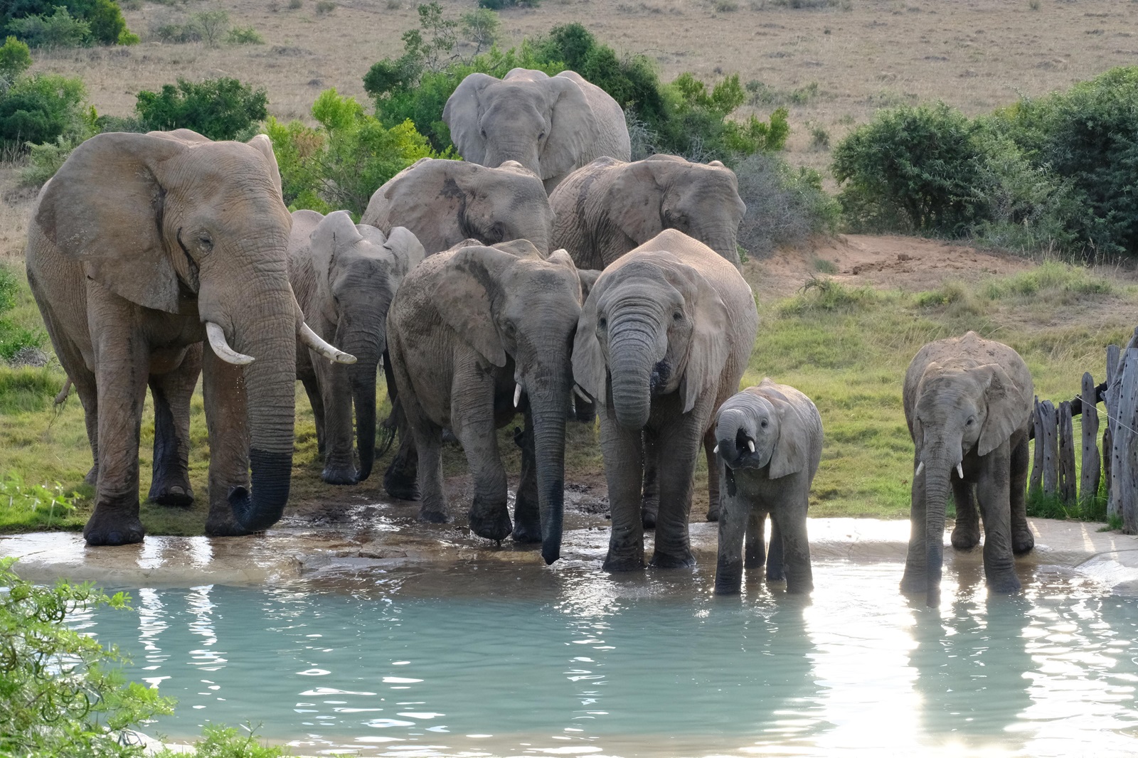 Südafrika Familienrundreise Hlosi Game Lodge Elefanten