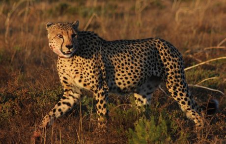 Hlosi Game Lodge Gepard