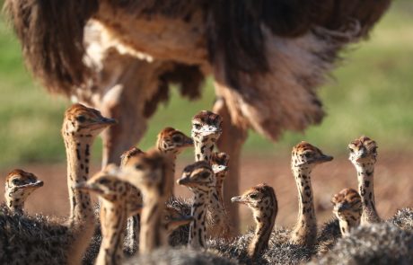 Südafrika Familienrundreise,Berluda Ostrich chicks