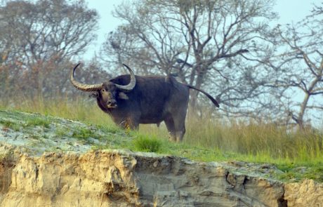 Assam Brahmaputra Büffel am Ufer Assam Brahmaputra Büffel am Ufer