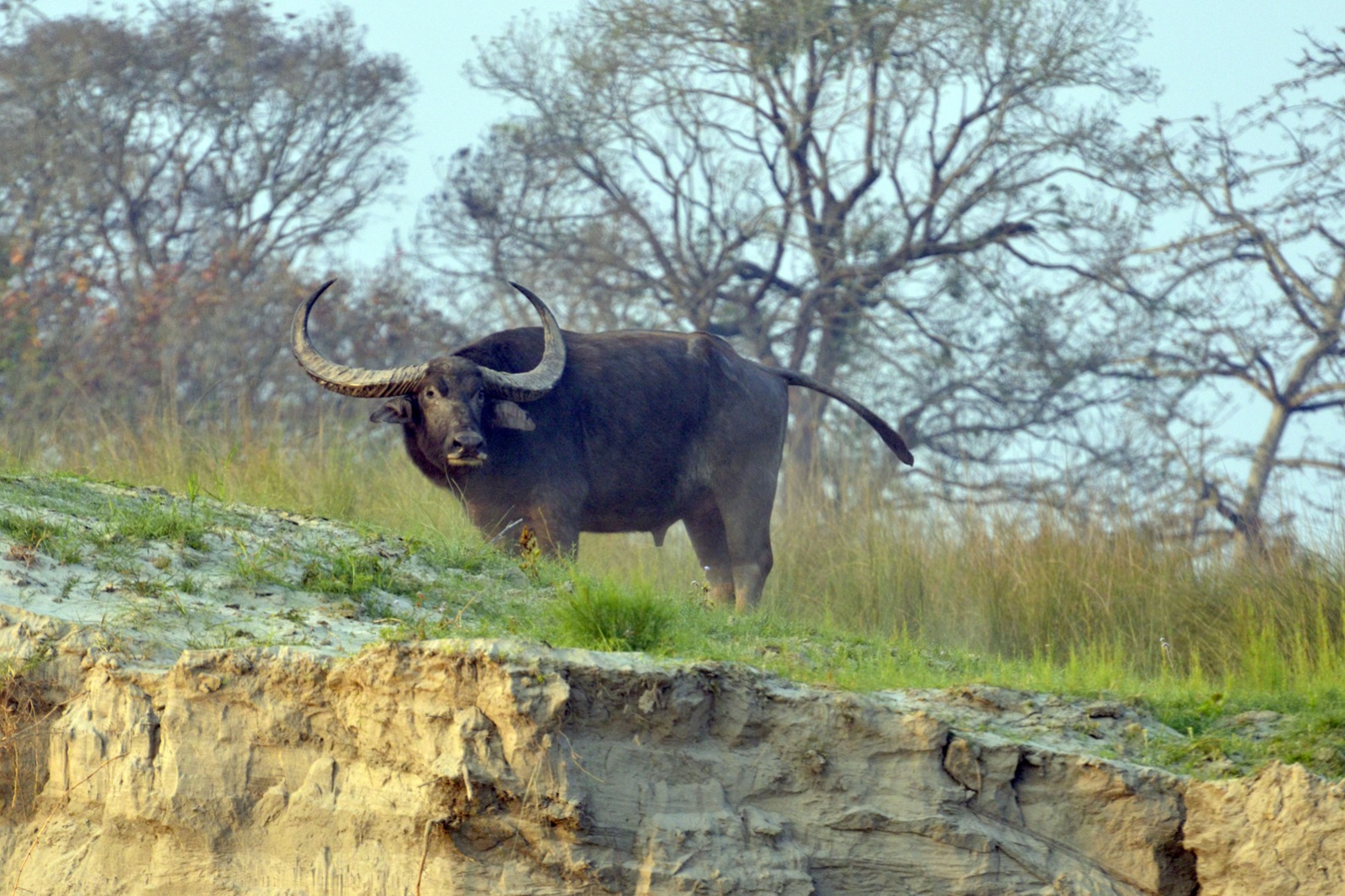 Assam Brahmaputra Büffel am Ufer