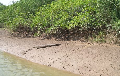 Bhitarkanika Nationalpark Krokodil