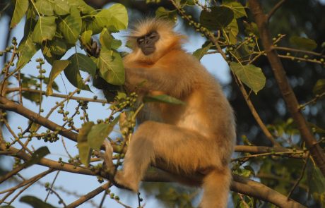 Goldlangur auf Peacock Island Flusskreuzfahrt Indien -Goldlangur auf Peacock Island @ ACR Cruises
