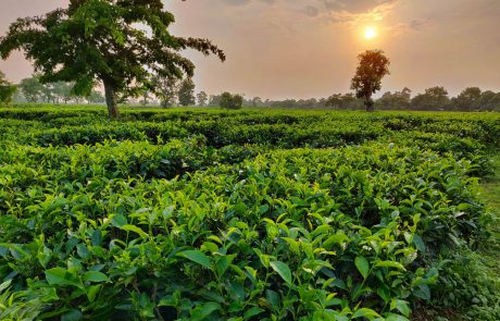 Kaliabhor Tea Estate Indien Assam, Kaliabhor Tea Estate