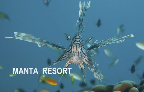 Pemba Manta Resort Pemba Manta Resort