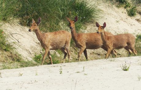 Indien, Dudhwa Nationalpark Barasingha Indien, Dudhwa Nationalpark, Barasingha