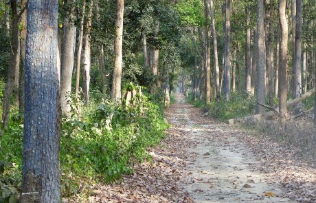 Indien Dudhwa Nationalpark Indien Dudhwa Nationalpark