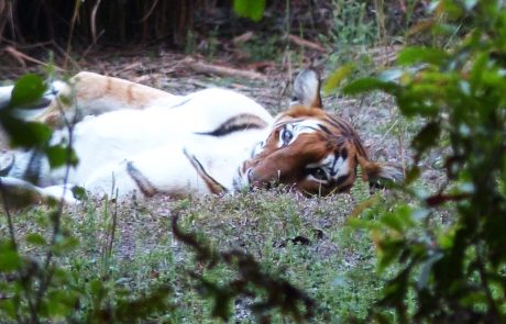 Dudhwa Nationalpark Nordindien Tiger Tiger Dudhwa Nationalpark Nordindien