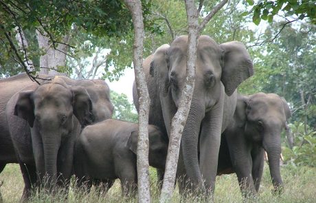 Elefanten im Periyar Südindien Elefanten im Periyar Südindien