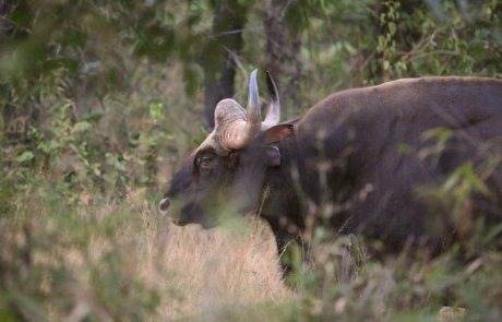 Kanha Nationalpark Kanha Nationalpark