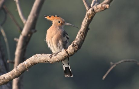 Keoladeo Bird Sanctuary Indien Keoladeo Bird Sanctuary Indien