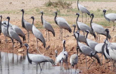 Demoiselle Kraniche bei Khichan Rajasthan
