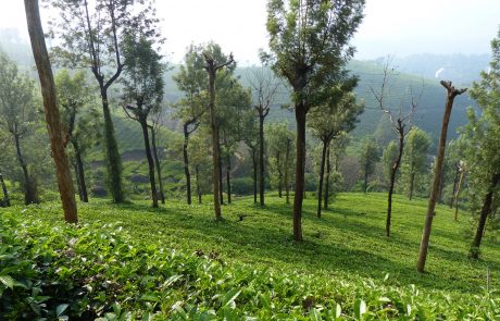 Munnar Munnar