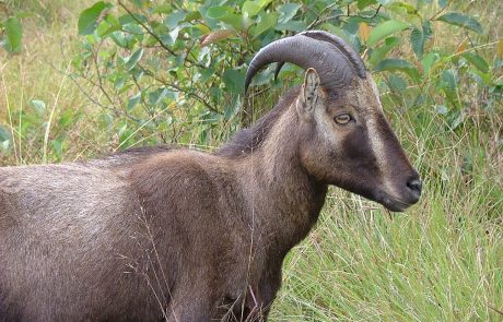 Nilgiri Thar Südindien Nilgiri Thar