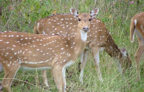 Südindien Axis Indien Nationalpark Axis Hirsch