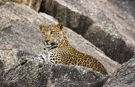 Bera Safari Lodge Leopard @Shatrunjay Pratap