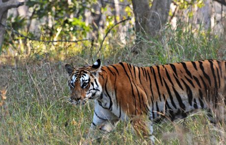 Tiger streift durch das Gras in einem indischen Nationalpark