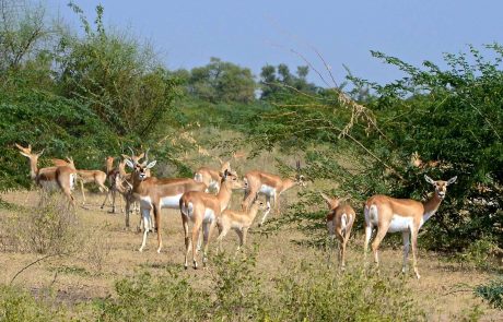 Indien-Gazellen-in-Rajasthan Selbstfahrer Wüstentour Gazellen