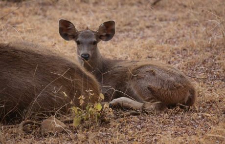 Indien-Sambar-Hirsch-Ranthambore Indien Wildlife Sambar Hirsch in Ranthambore