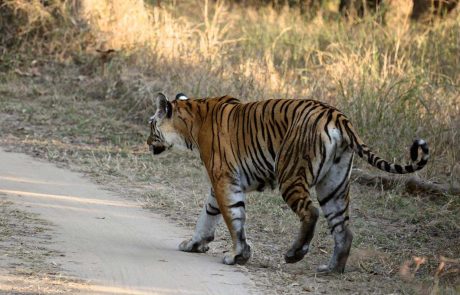 Indien-Tiger-in-Pench-Nationalpark Tiger Safari Indien - Tiger in Pench