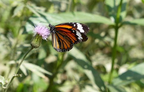 Indien-Tigerschmetterling-Dudhwa-NP Indien Dudhwa Nationalpark Tigerschmetterling