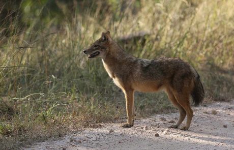 Pench-Nationalpark-Indischer-Rothund Indien Pench Nationalpark Indischer Rothund