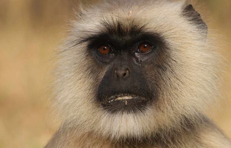 Ranthambore_Affe-14.11.2024 Indien Rajasthan Affe in Ranthambore