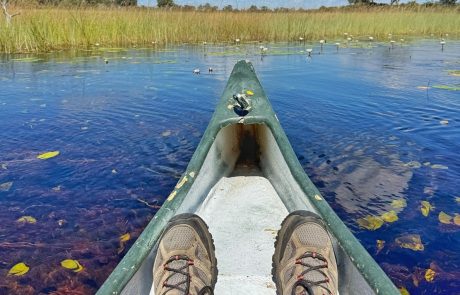 Teil eines Mokoro auf dem Wasser, in der Ferne Schilf des Okavango Deltas