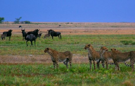 Liuwa Plains Geparden und Gnus Liuwa Plains Geparden und Gnus