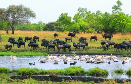 Liuwa Plains Gnus und Pelikane Liuwa Plains Gnus und Pelikane