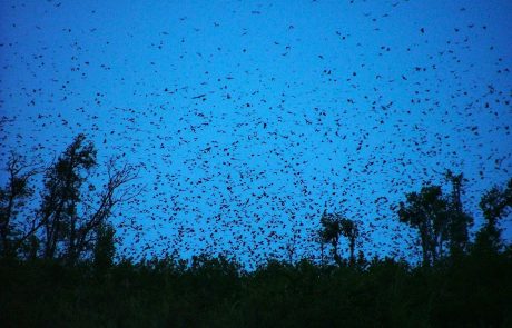 Nachthimmel über Kasanka mit Fledermäusen Nachthimmel über Kasanka