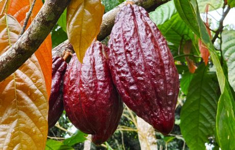 Sao Tomé Kakaopflanze