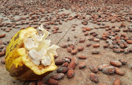 Sao Tomé Rohschokolade