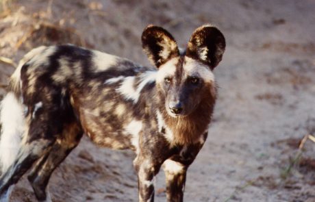 Wildhund bei Mayukuyuku Wildhund bei Mayukuyuku