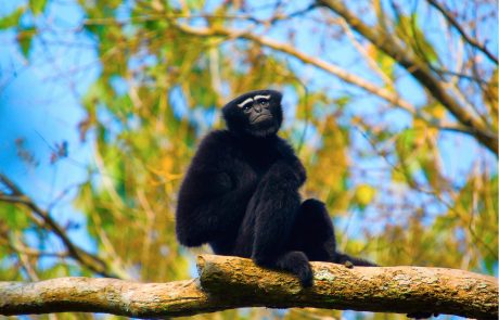 Gibbon -Hoollongapar Sanctuary Gibbon im Hoollongapar Sanctuary Assam