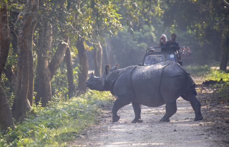 Kaziranga Nationalpark Panzernashorn Panzernashorn im Kaziranga Nationalpark