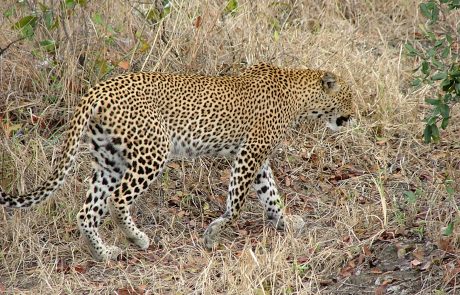 Leopard in Ruaha