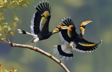 Manas Nationalpark Hornvögel Hornvogel im Manas Nationalpark, Assam