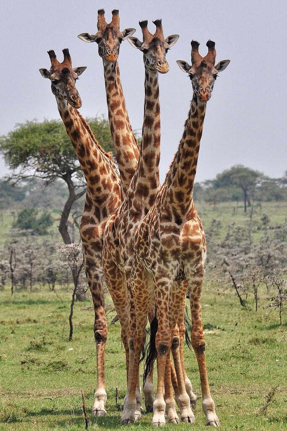 4 Giraffen stehen zusammen und ihre Hälse bilden eine Art Strauß. by Tim Henshall