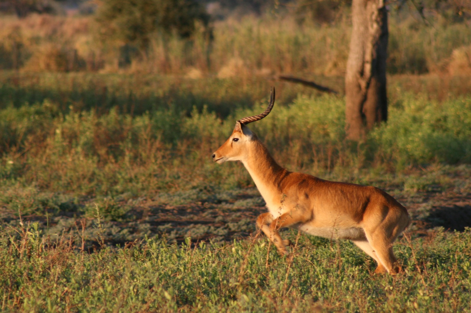 Antilope bei Sonnenuntergang, Luambe Sambia