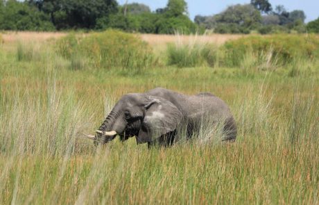 Ein Elefant steht kniehoch im Gras