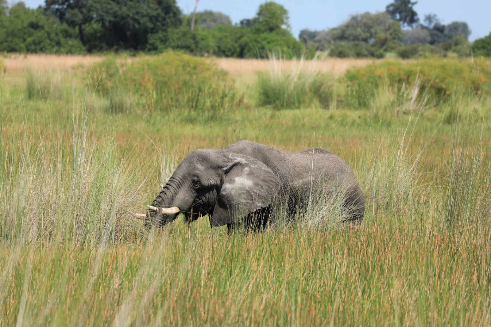 Ein Elefant steht kniehoch im hohen Gras