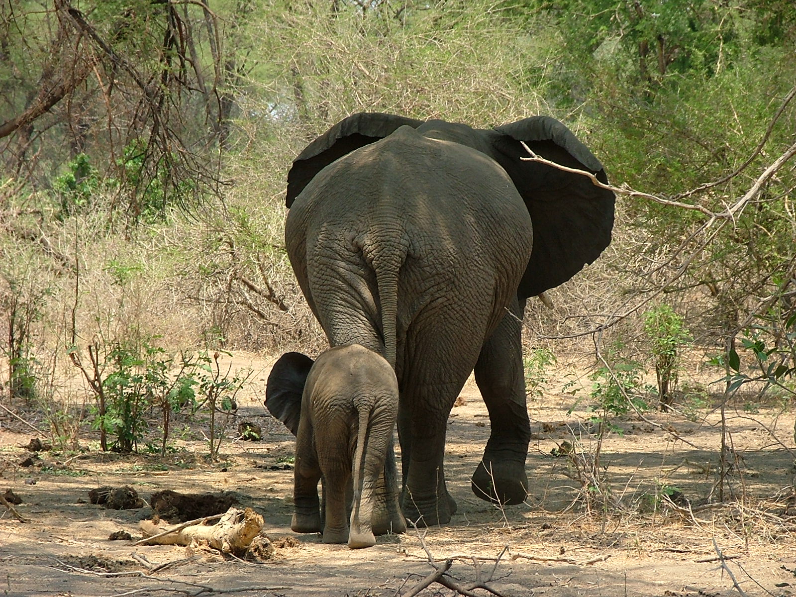 Großer und kleiner Elefant