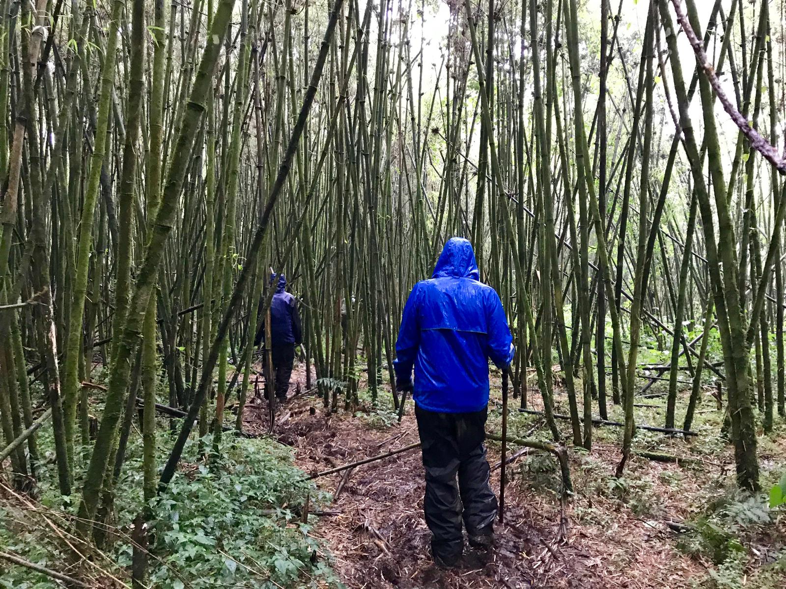 Gast und Guide beim Gorilla Trekking im Regen in Ruanda