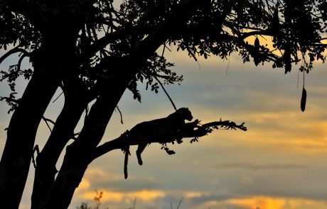 Schattenumriß eines Leoparden auf einer Astgabel im Sonnenuntergang