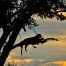Schattenumriß eines Leoparden auf einer Astgabel im Sonnenuntergang
